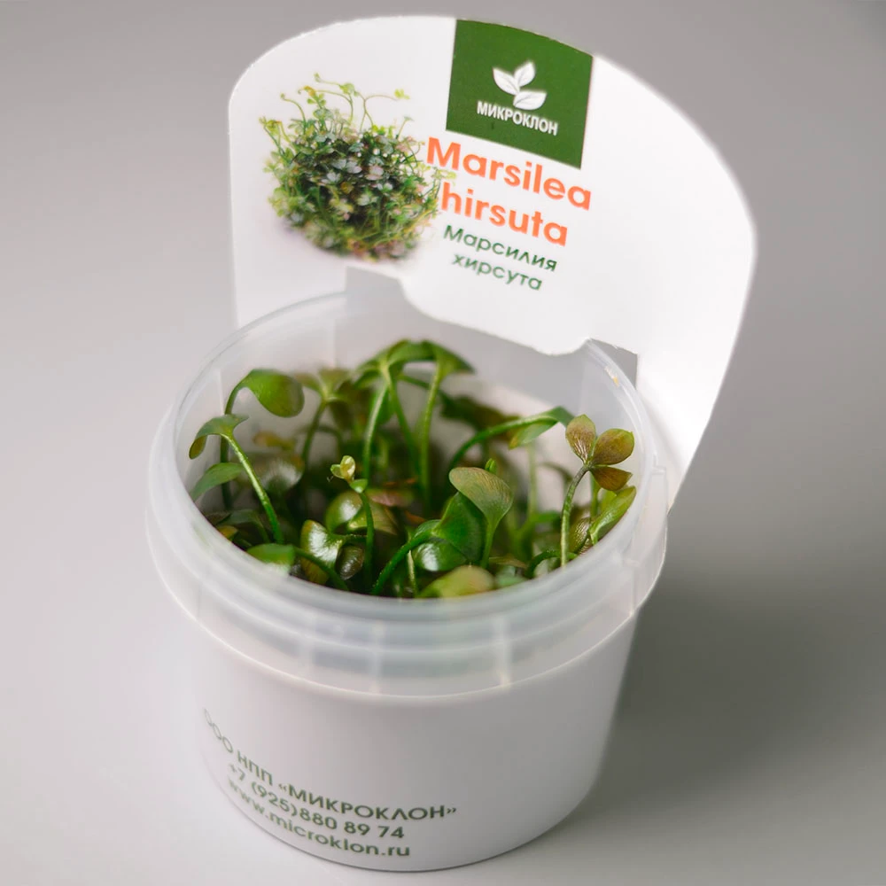 Марсилия хирсута (Marsilea hirsuta)