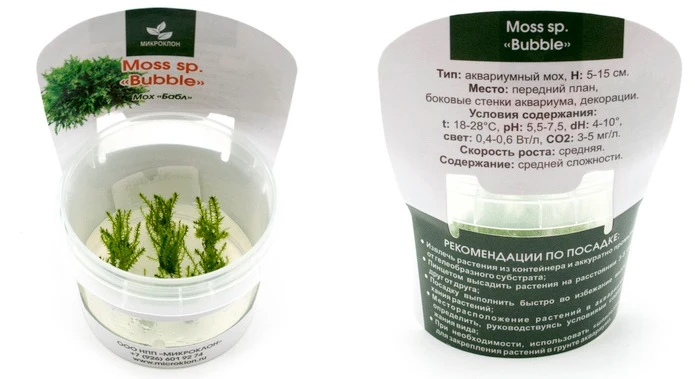 Мох Бабл (Moss Bubble)