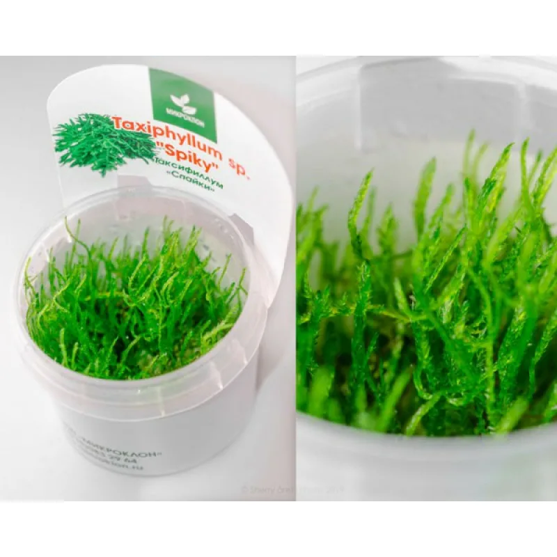 Колючий мох Мох Спайки (Moss Spiky Taxifillum)