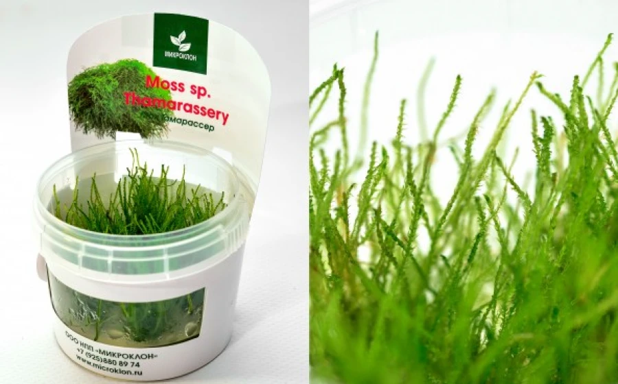 Мох Тамарассер (Moss Thamarassery)