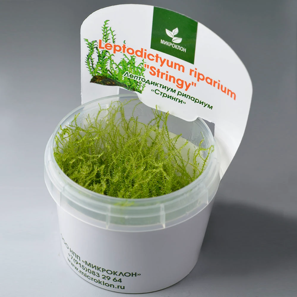 Мох лептодиктиум Стринги (Moss stringy)