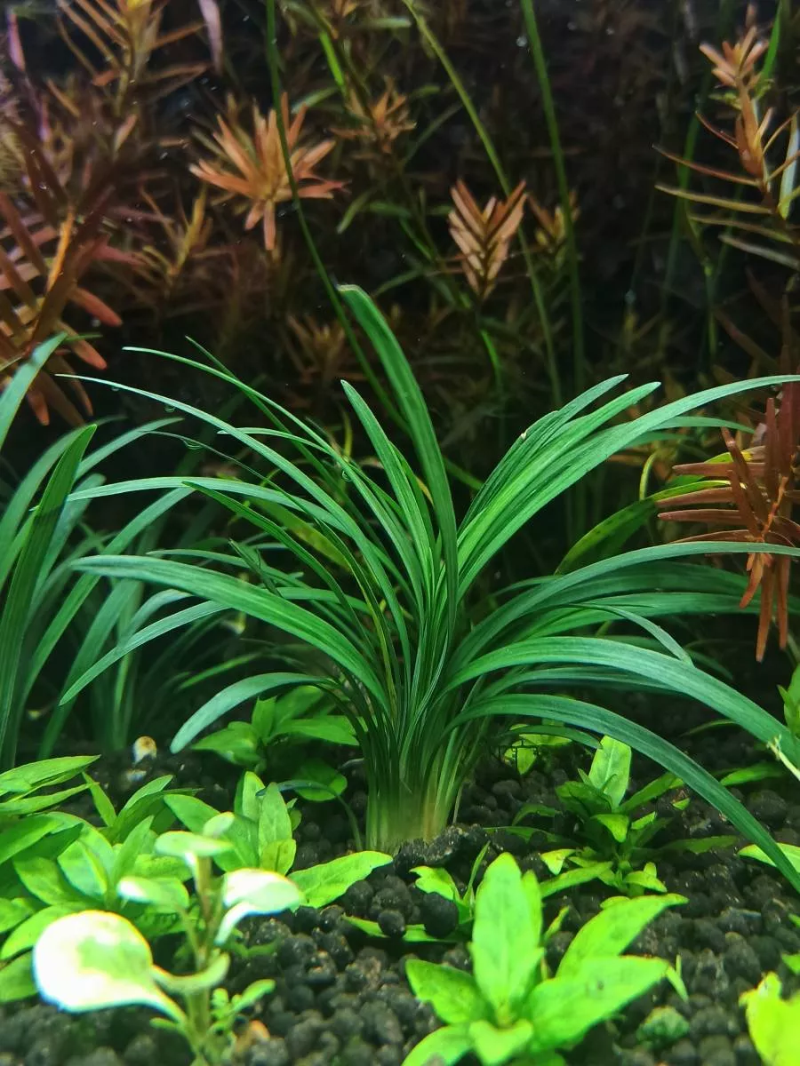Офиопогон мелкий (Ophiopogon pusillus)