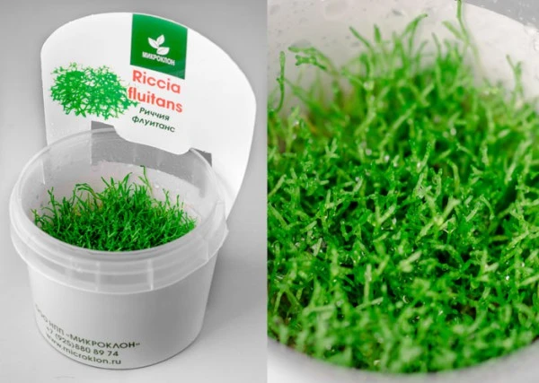 Риччия Флуитанс (Riccia Fluitans)