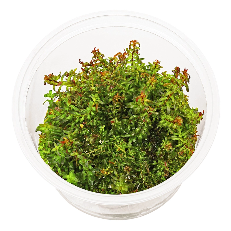 Ротала макрандра мини (Rotala macranda mini)