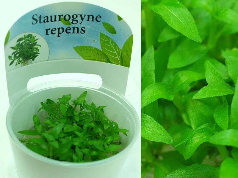 Стаурогина Репенс (Staurogyne repens)