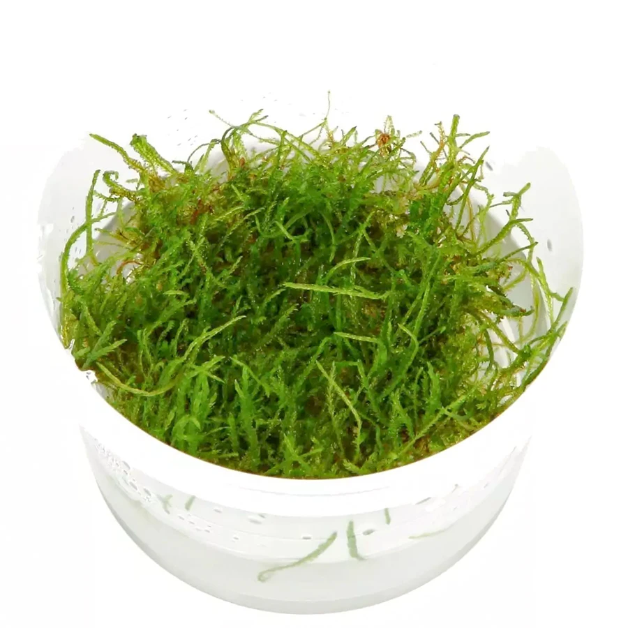 Мох Тайвань (Taiwan Moss)