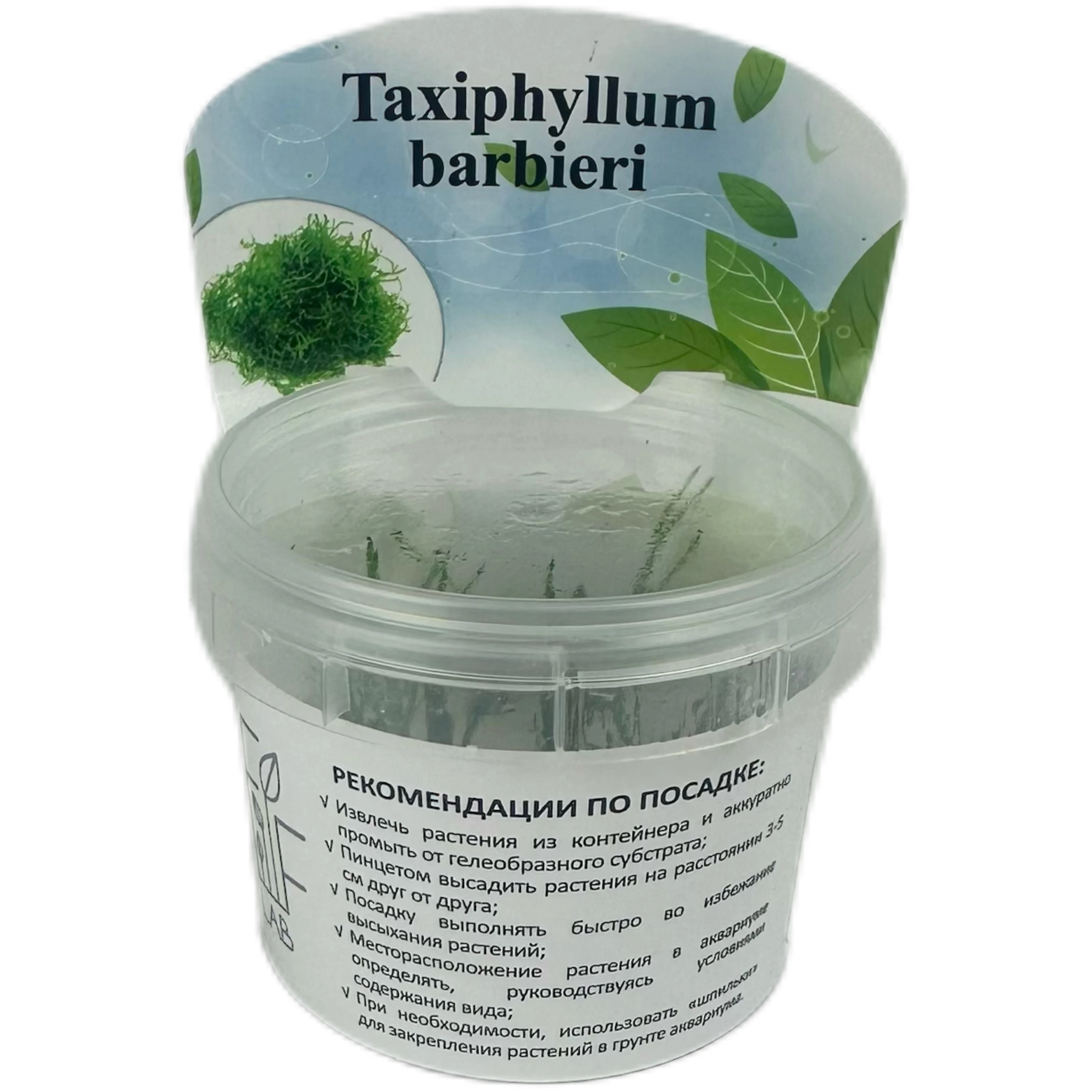 Яванский мох (Vesicularia dubuana)