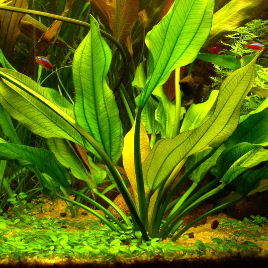 Эхинодорус Ашерсона