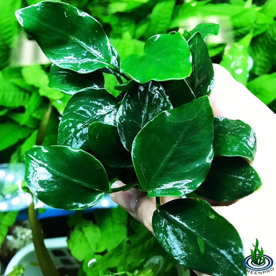 Анубиас Бартера Нана