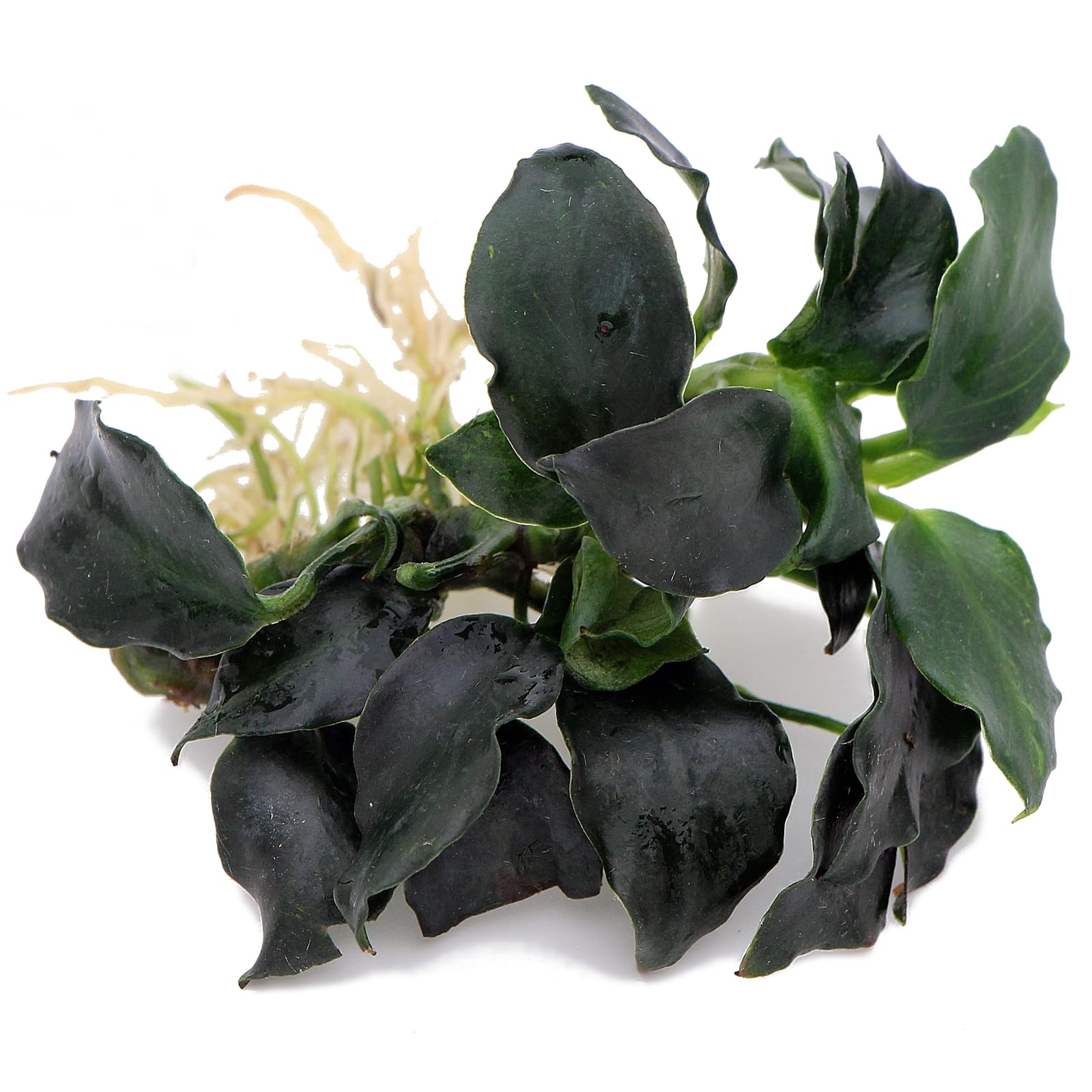 Анубиас Бартера Нана Темный Ангел