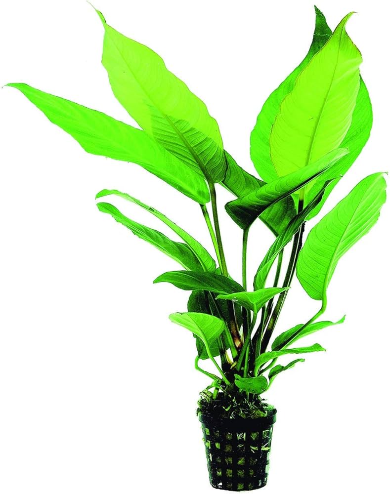 Анубиас Разнолистный