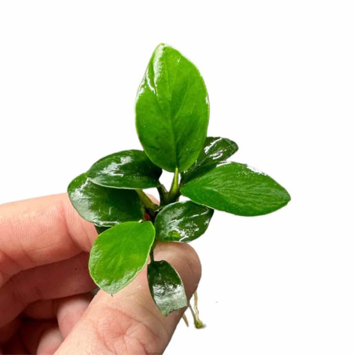 Анубиас Бартера Петит