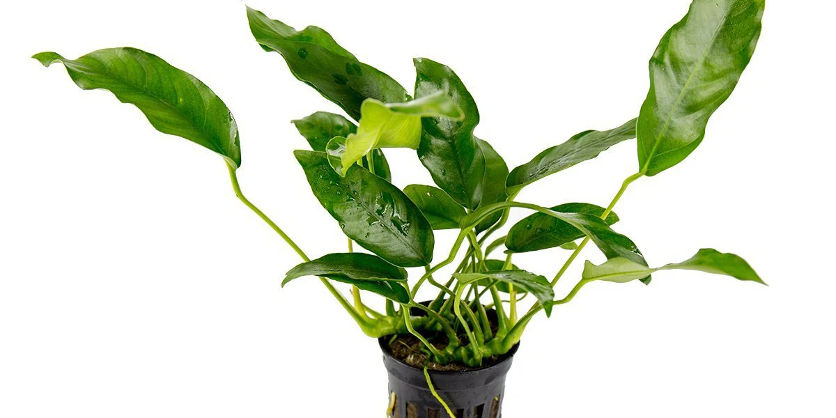 Анубиас бартера Шорт и Шарп