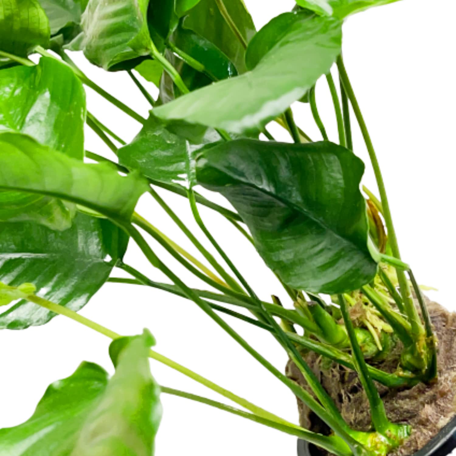 Анубиас Бартери Полосатый