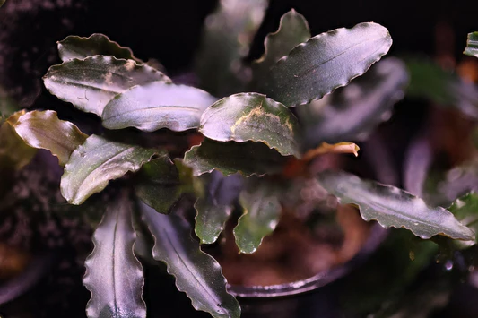 Буцефаландра Артемис