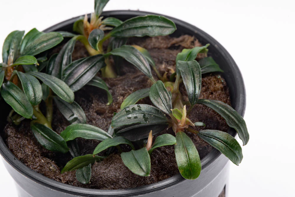 Буцефаландра Боян мини