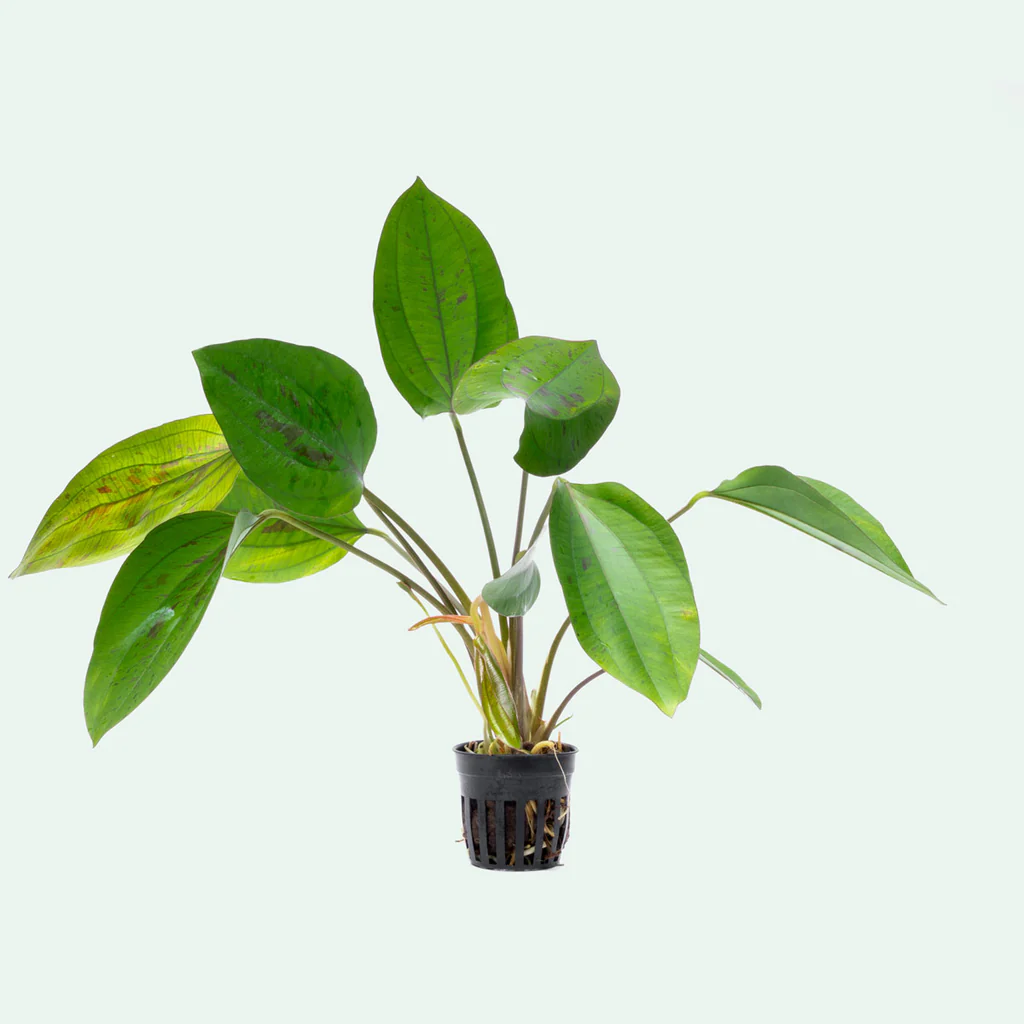 Эхинодорус Сердцелистный