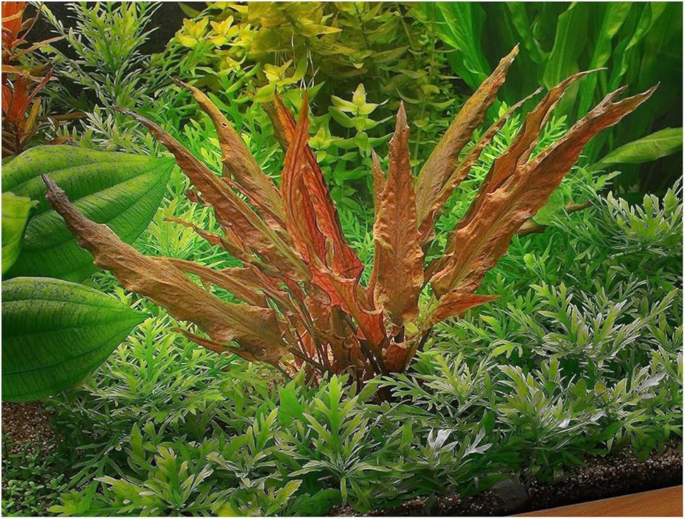 Криптокорина Вендта Коричневая