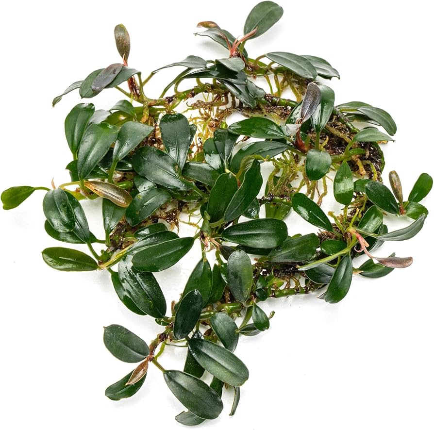 Буцефаландра Брауни Гермес