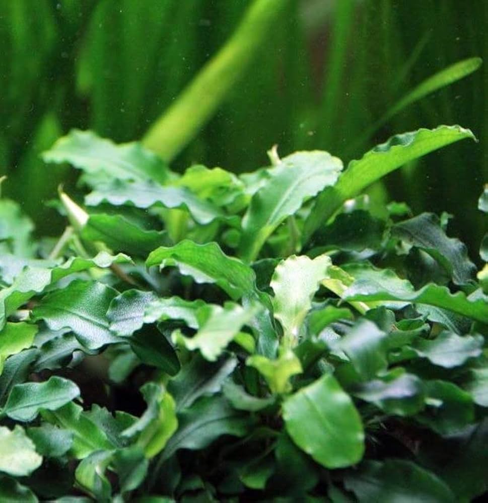 Буцефаландра Зеленая Волна