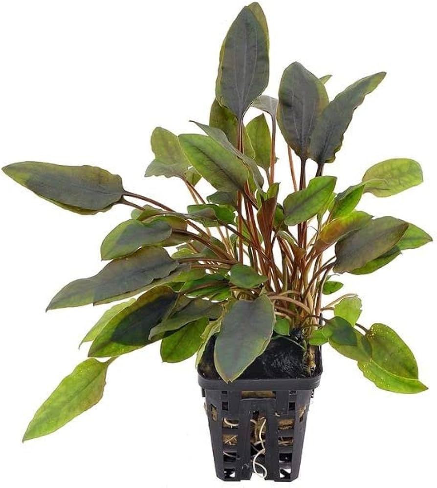 Криптокорина Лютея Желтая