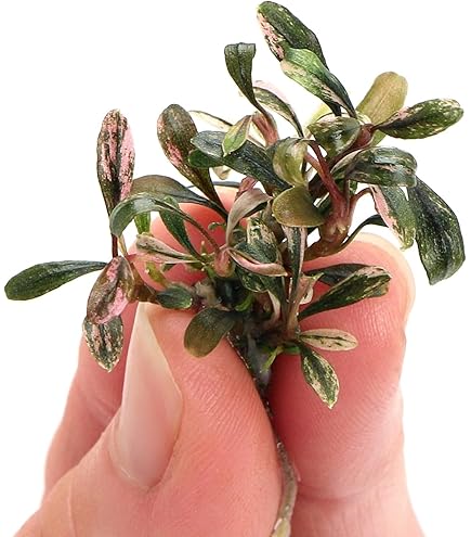 Буцефаландра Брауни Феникс