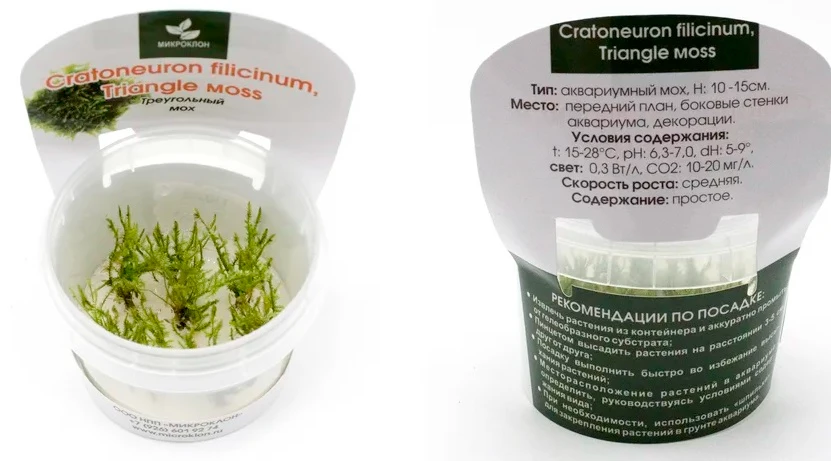 Мох треугольный (triangle moss)